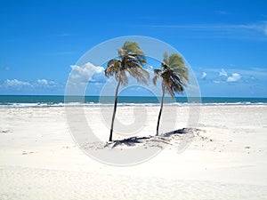 Two palm trees on a white sandy beach