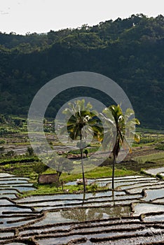 Two palms in a terraced rice field