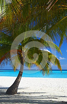 Two palms are on a tropical beach