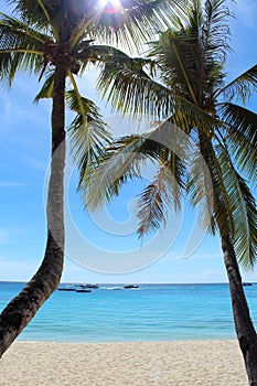 Two palms in a tropical paradise. White sand beach of Boracay island, Philippines photo