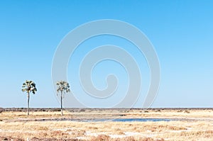 Two Palms waterhole at Fischers Pan in Northern Namibia photo