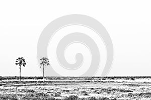 Two Palms waterhole at Fischers Pan in Northern Namibia. Monochrome photo