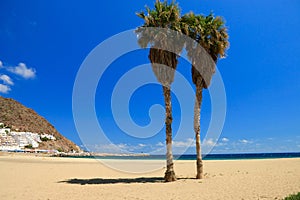 Two palmtrees in The beach of San Jose , Spain photo