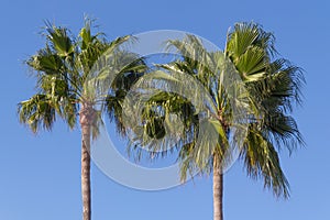 Two palmtrees over blue sky