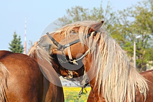 Two palomino draught horses playing