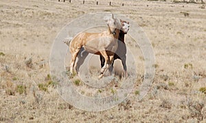 Two Palomino Horses Play Side by Side Friends Buddies