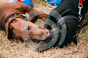 Two palyful Brown and Black Dachshund Dogs