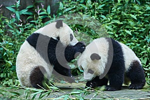 Two Panda bears cubs playing Sichuan China