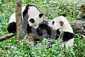 Two Panda bears cubs playing Sichuan China