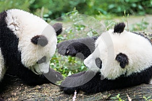 Two Panda bears cubs playing Sichuan China