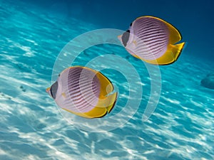 two panda butterflyfish