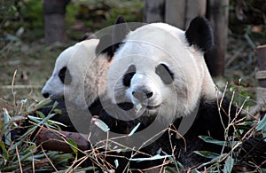 Two pandas at Chengdu Panda Reserve Chengdu Research Base of Giant Panda Breeding in Sichuan, China.