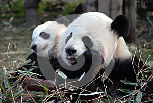 Two pandas at Chengdu Panda Reserve Chengdu Research Base of Giant Panda Breeding in Sichuan, China.