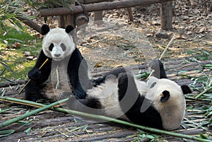 Two pandas at Chengdu Panda Reserve Chengdu Research Base of Giant Panda Breeding in Sichuan, China.