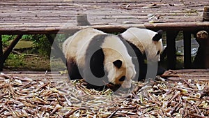 Two pandas lazily eating bamboo while sitting on a wooden platform in China