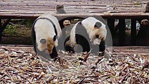 Two pandas lazily eating bamboo while sitting on a wooden platform in China
