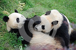 Two pandas are playing