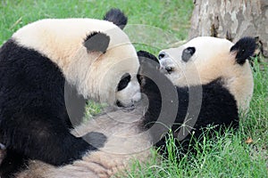 Two pandas are playing