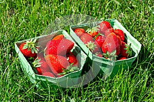 Two paper boxes with fresh ripe red strawberries on green grass