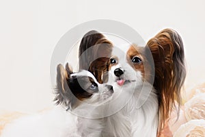Two Papillon dogs mother and her puppy