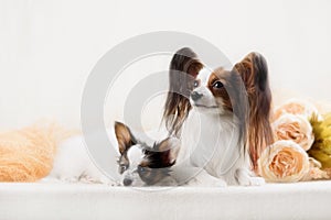 Two Papillon dogs mother and her puppy