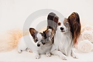 Two Papillon dogs mother and her puppy