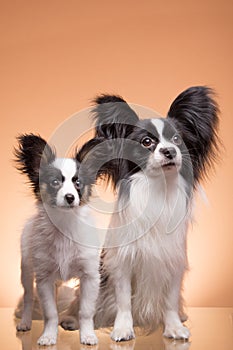 Two papillon dogs on pink background