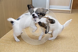 Two Papillon puppy playing