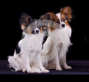 Two papillons