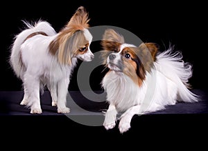 Two papillons