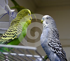 Two parakeets