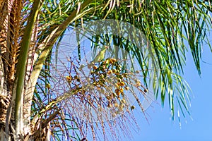 Two parakeets in a coconut tree.