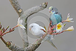 Two parakeets resting on a frangipani tree trunk.