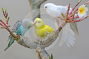 Two parakeets resting on a frangipani tree trunk.