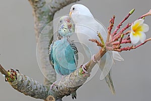 Two parakeets resting on a frangipani tree trunk.