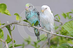 Two parakeets resting on a frangipani tree trunk.