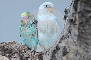 Two parakeets resting on a frangipani tree trunk.