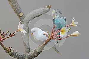 Two parakeets resting on a frangipani tree trunk.