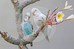 Two parakeets resting on a frangipani tree trunk.