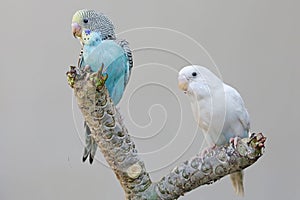 Two parakeets resting on a frangipani tree trunk.