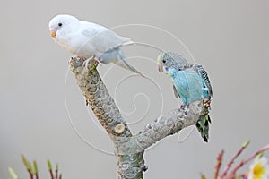 Two parakeets resting on a frangipani tree trunk.