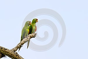 Two parakeets sitting on a branch against a blue sky