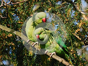 Two parakeets in tree