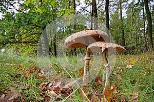 Two Parasol mushrooms