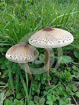 Two Parasol Mushrooms