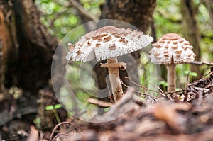 Two parasol mushrooms grow in a forest