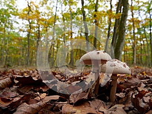 Two parasol mushrooms Macrolepiota procera