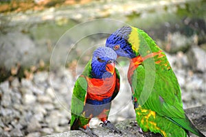 TWO PARROT