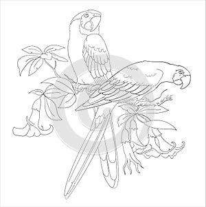 two parrot birds and flower coloring page