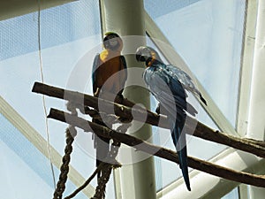 Two parrot birds in a pet shop